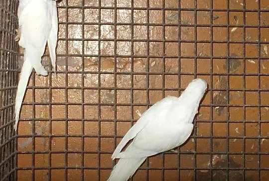 mnicha nizinna albino, Wielkopolskie, Kościan