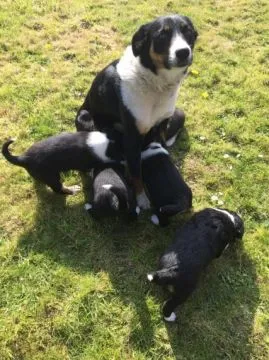 Nasz border collie ma miot 5 szczeniąt – 3 pieski i 2 suczki., , Krasówka