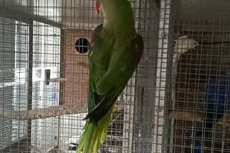 Aleksandretta Wielka - samica 3 lata., Śląskie, Jastrzębie-Zdrój