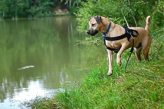 Dragon- biszkoptowy 6 letni psiak po przejściach s