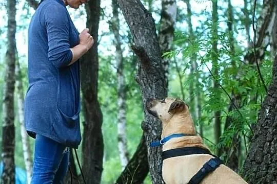 Dragon- biszkoptowy 6 letni psiak po przejściach s