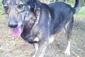 Wspaniały dżentelmen Boguś szuka domku, pokochaj, 