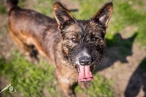 Spokojna i łagodna Londi do adopcji,  małopolskie 