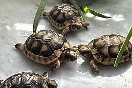Żółw lądowy, żółwie lądowe | transport
