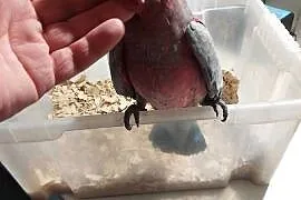 Kakadu różowe- ręcznie karmione