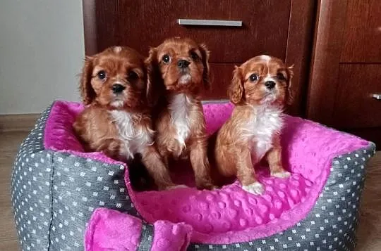 Cavalier King Charles Spaniel /Ruby 2026
