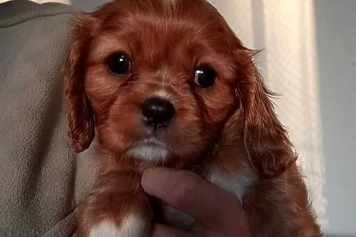 Cavalier King Charles Spaniel /Ruby 2026, Śląskie, Częstochowa