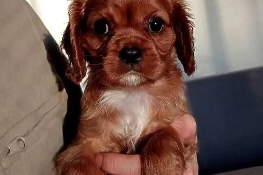 Cavalier King Charles Spaniel /Ruby 2026, Śląskie, Częstochowa
