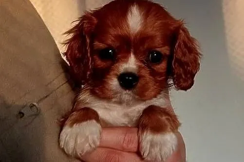 Cavalier King Charles Spaniel /Ruby 2026, Śląskie, Częstochowa