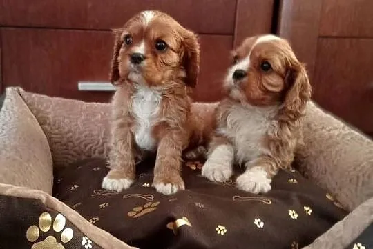 Cavalier King Charles Spaniel /Ruby 2026, Śląskie, Częstochowa