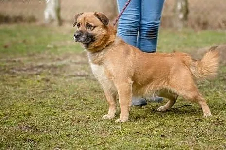 Rudi, przesympatyczne, wesołe psisko szuka domu!, 