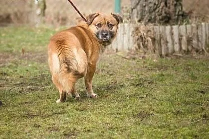 Rudi, przesympatyczne, wesołe psisko szuka domu!, 