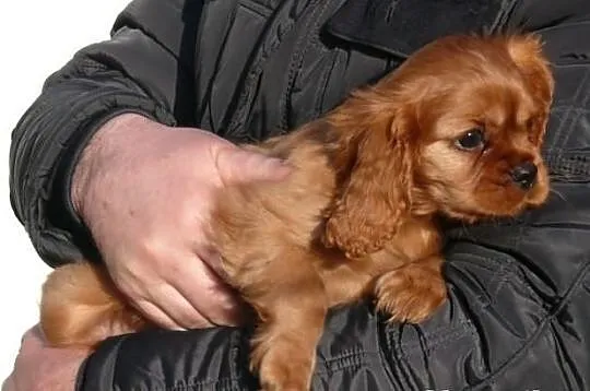 Rodowodowe szczęnieta cavalier : ruby, czarny podp