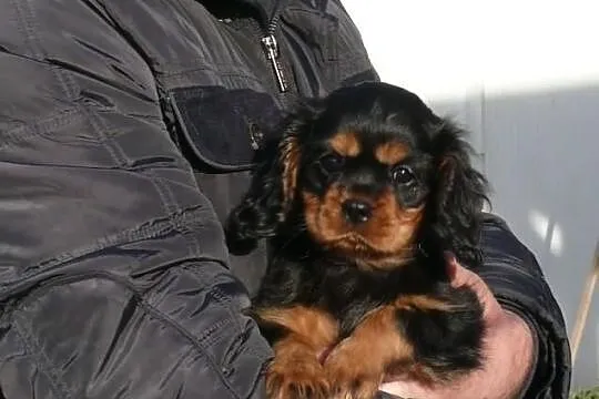 Rodowodowe szczęnieta cavalier : ruby, czarny podp