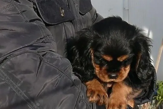 Rodowodowe szczęnieta cavalier : ruby, czarny podp