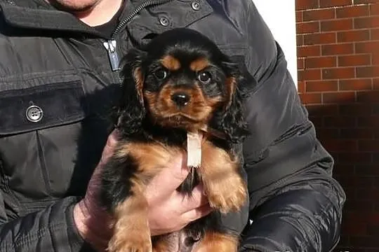 Rodowodowe szczęnieta cavalier : ruby, czarny podp