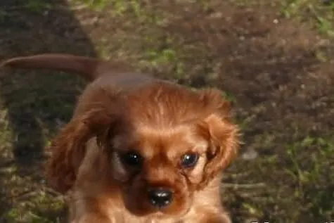 Rodowodowe szczęnieta cavalier : ruby, czarny podp