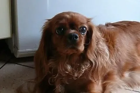 Rodowodowe szczęnieta cavalier : ruby, czarny podp