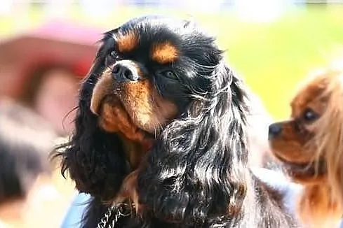 Rodowodowe szczęnieta cavalier : ruby, czarny podp
