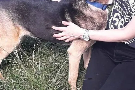 RALFIK starszy psiak kochający ludzi i świat marzy o domku gdzie zazna szczęścia i miłości ,  Kundelki cała Polska, 