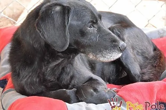 HENIUTEK-wspaniały, bardzo kochany, grzeczny starszy niewidomy psiak, adopcja, Małopolskie, Kraków
