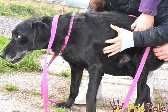 HENIUTEK-wspaniały, bardzo kochany, grzeczny starszy niewidomy psiak, adopcja, Małopolskie, Kraków