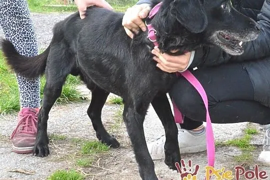 HENIUTEK-wspaniały, bardzo kochany, grzeczny starszy niewidomy psiak, adopcja, Małopolskie, Kraków