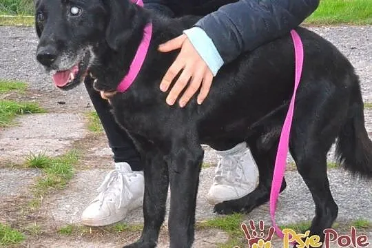 HENIUTEK-wspaniały, bardzo kochany, grzeczny starszy niewidomy psiak, adopcja, Małopolskie, Kraków