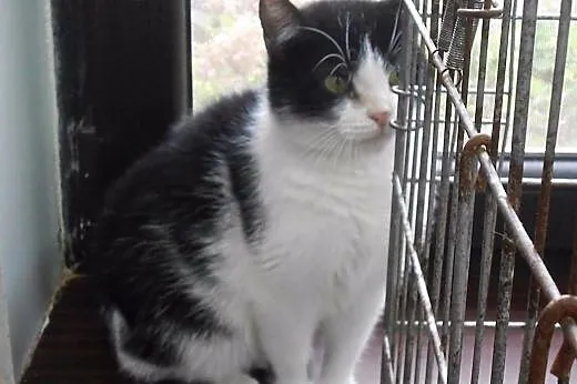 Ciekawska kotka Pazurka czeka aby Cię poznać,  war, Olsztyn