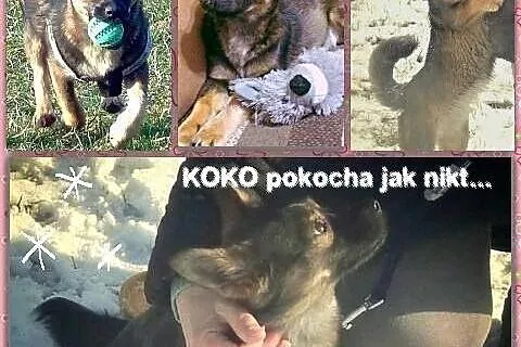 KOKO tylko do kokochania mikrosunia,  mazowieckie Warszawa
