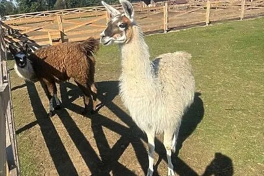 Lamę Sprzedam