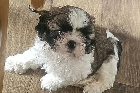 Shih Tzu - tri color