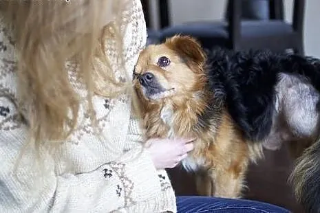 KAJKO - mini psiak będzie Twoją bajką!,  mazowieck
