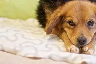 KAJKO - mini psiak będzie Twoją bajką!,  mazowieck