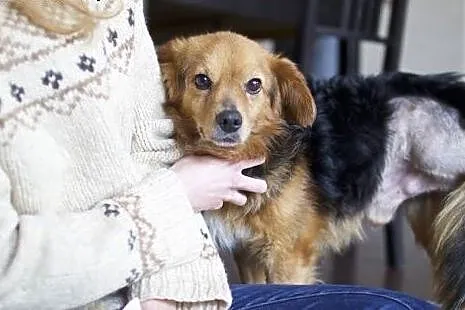 KAJKO - mini psiak będzie Twoją bajką!,  mazowieck