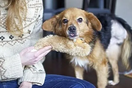 KAJKO - mini psiak będzie Twoją bajką!,  mazowieck