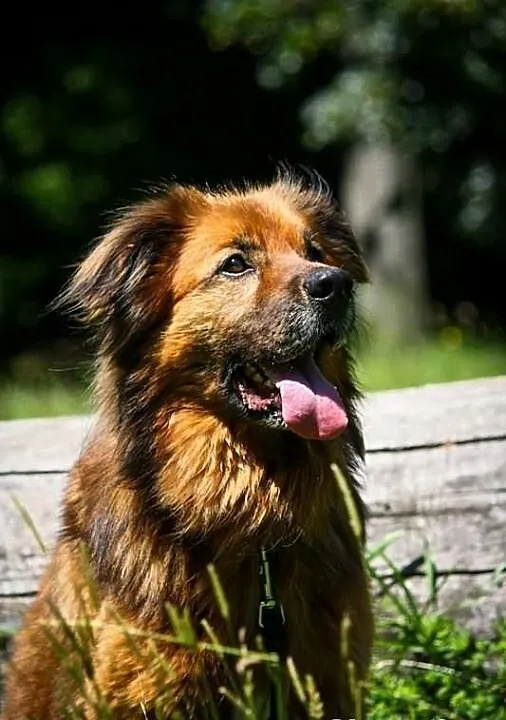Rudy - psi stróż szuka domu!