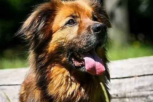 Rudy - psi stróż szuka domu!