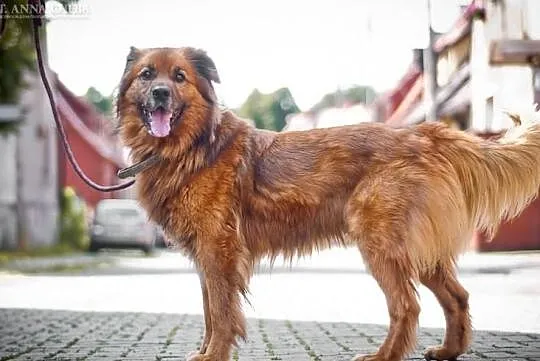 Rudy - psi stróż szuka domu!