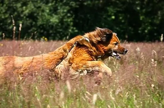 Rudy - psi stróż szuka domu!