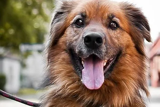 Rudy - psi stróż szuka domu!