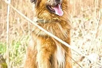 Rudy - psi stróż szuka domu!