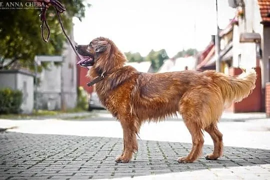 Rudy - psi stróż szuka domu!