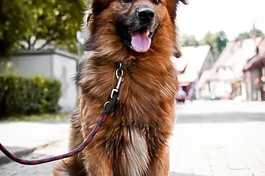 Rudy - psi stróż szuka domu!