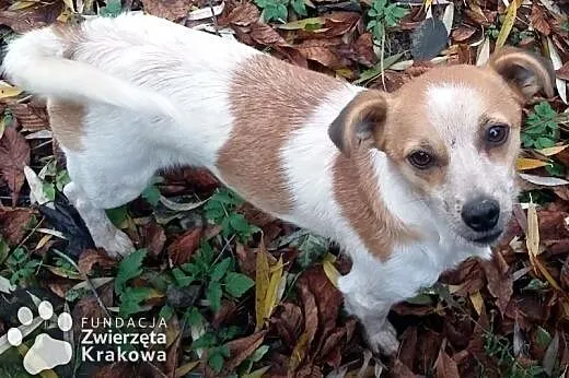 Bardzo miła suczka Miłka,  małopolskie Kraków