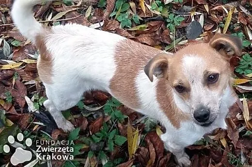 Bardzo miła suczka Miłka,  małopolskie Kraków