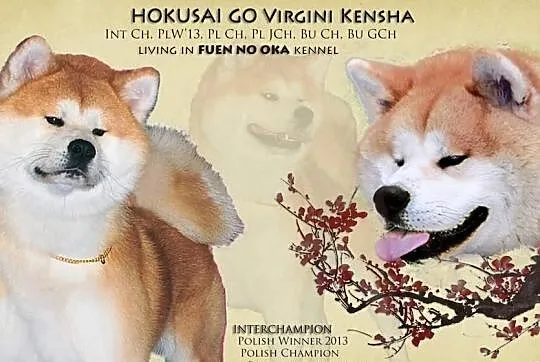 ** REPRODUKTOR Akita Inu - import z Włoch **