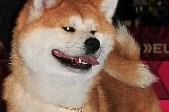 ** REPRODUKTOR Akita Inu - import z Włoch **
