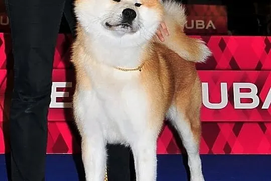 ** REPRODUKTOR Akita Inu - import z Włoch **