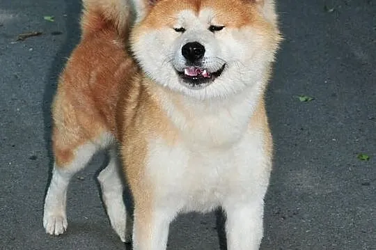 ** REPRODUKTOR Akita Inu - import z Włoch **